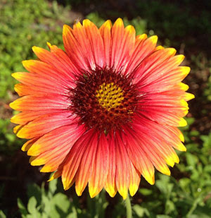 Jaret lives in gainesville, florida, with his 5.0 out of 5 stars a fun fairly small sized book to quickly identify our flowers found growing in the wild. Florida Wildflowers Historically Resilient Gardening In The Panhandle