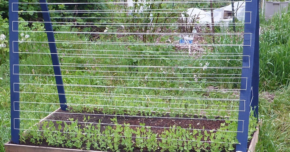 Snow Pea Trellis Design - Okejely Garden Plant