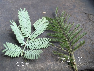 6月 21