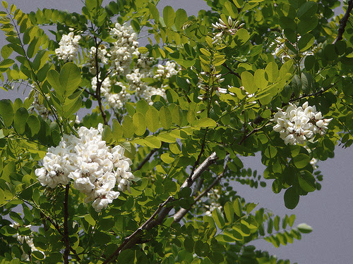 すべての美しい花の画像 これまでで最高の5 月 白い 花