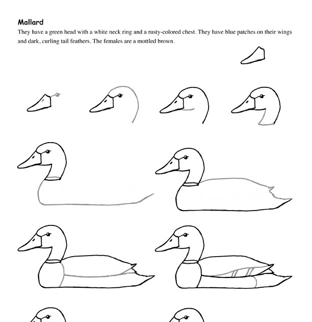 How To Draw A Simple Duck Step By Step