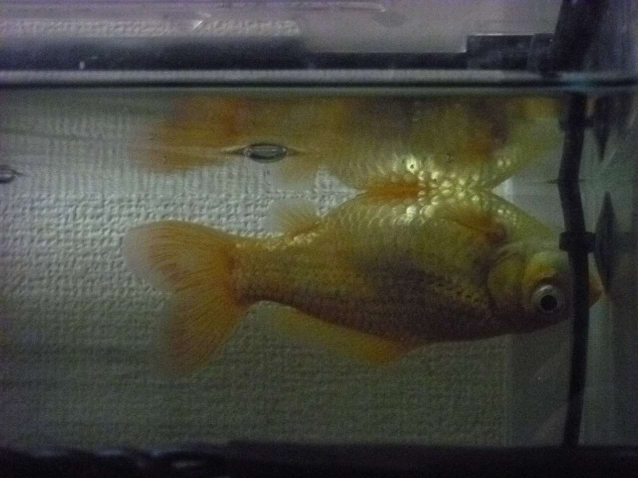 トップイメージカタログ ラブリー 金魚 お腹 膨らむ 病気