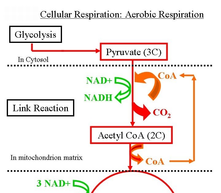 Cellular Respiration Equation With States / Stating the