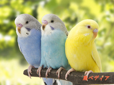 かわいい インコ イラスト 壁紙 イラスト画像無料ダウンロード