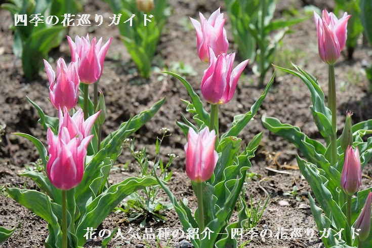 これまでで最高のチューリップ 図鑑 最高の花の画像