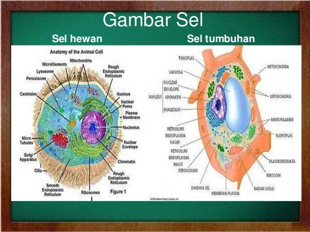 Gambar Hewan  Amfibi Beserta Namanya  Halloween Costume Ideas