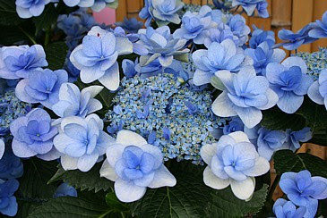 最新城ヶ崎 アジサイ 最高の花の画像