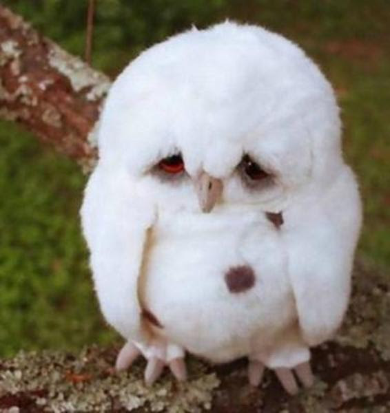 最高ブサカワ 動物 最高の動物画像