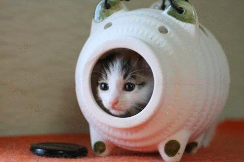 最高の動物画像 ロイヤリティフリー可愛い 子猫 画像