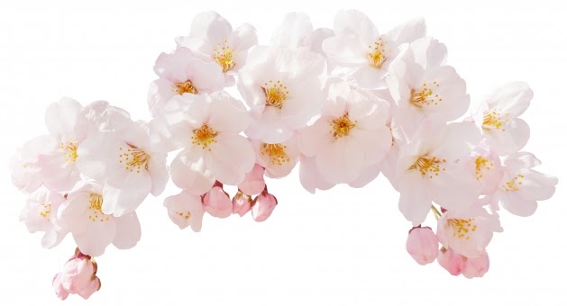 Japan Image 桜 イラスト フリー 透過