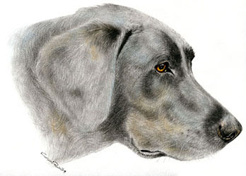 最も好ましい 犬 鉛筆画 11 犬 鉛筆画 描き方 Jpsaepict2bat