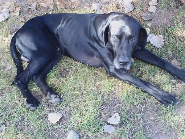 Stop on by, your new furever friend may be just a click away! The Great Dane Lab Mix Is A Friendly Dog That Is Great With Kids Puppy Toob