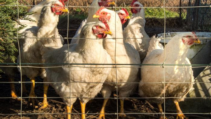 Consommation : vers la disparition des poules élevées en batterie ?