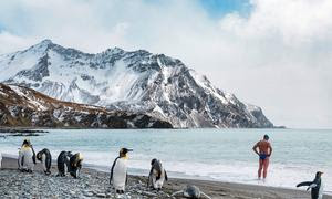  Un hombre se prepara para nadar mientras unos pingüinos retozan en una playa de la Antártida.