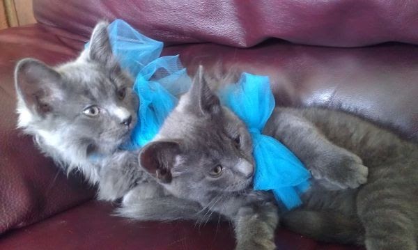 Carolina: Kittens For Sale Near Me Free Craigslist