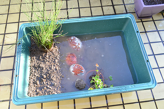 最高のマインクラフト 心に強く訴えるイカ 水槽で飼う