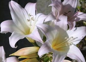 美しい花の画像 上ベラドンナ 花 言葉