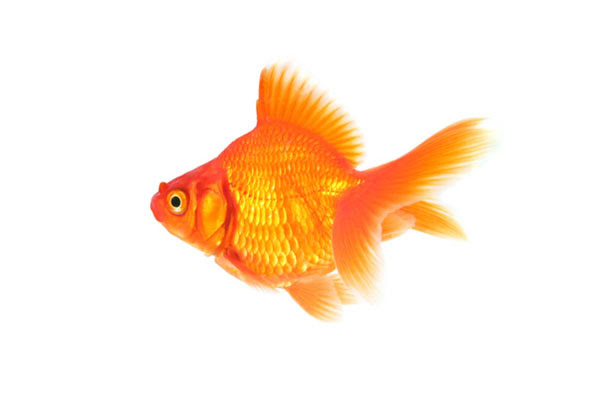 すべての動物の画像 無料印刷可能金魚 イラスト リアル