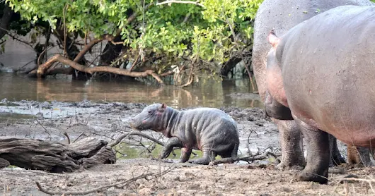 Cuteness alert: Newborn hippo - Africa Geographic