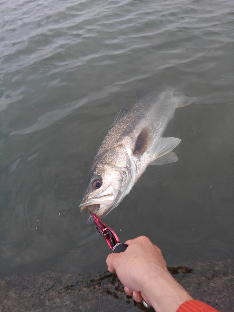 元のシーバス エラ洗い すべての魚の画像