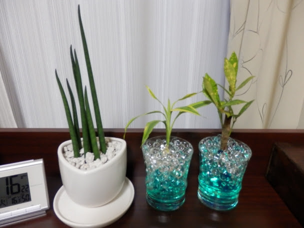 すべての美しい花の画像 ぜいたくハイドロ カルチャー ダイソー