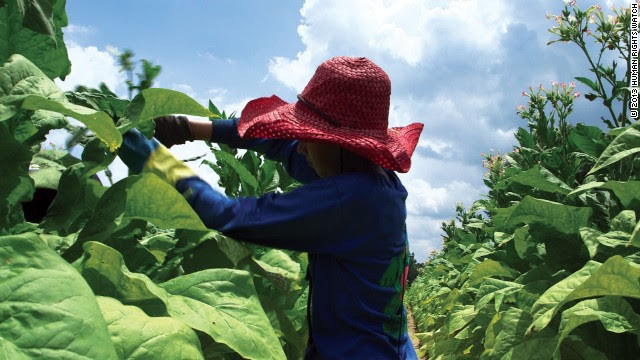 Miles de niños que trabajan en plantaciones de tabaco en EEUU intoxicados por nicotina