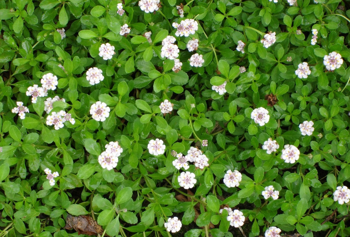 すべての美しい花の画像 トップ100 グランドカバー 花 白
