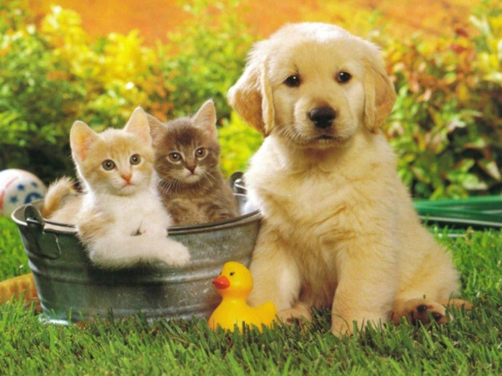 In a second there'll be the biggest mistake of this dog. Cute Pictures Of Puppies And Kittens Together