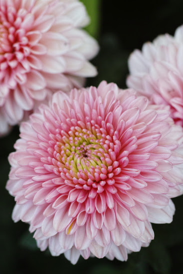 50 素晴らしい花の名前 一覧 英語 すべての美しい花の画像