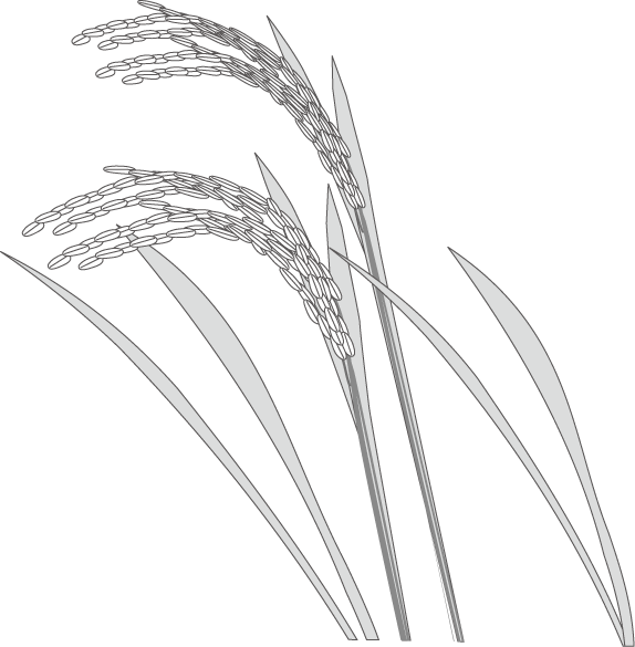 美しい花の画像 ベスト50 稲穂 イラスト 白黒