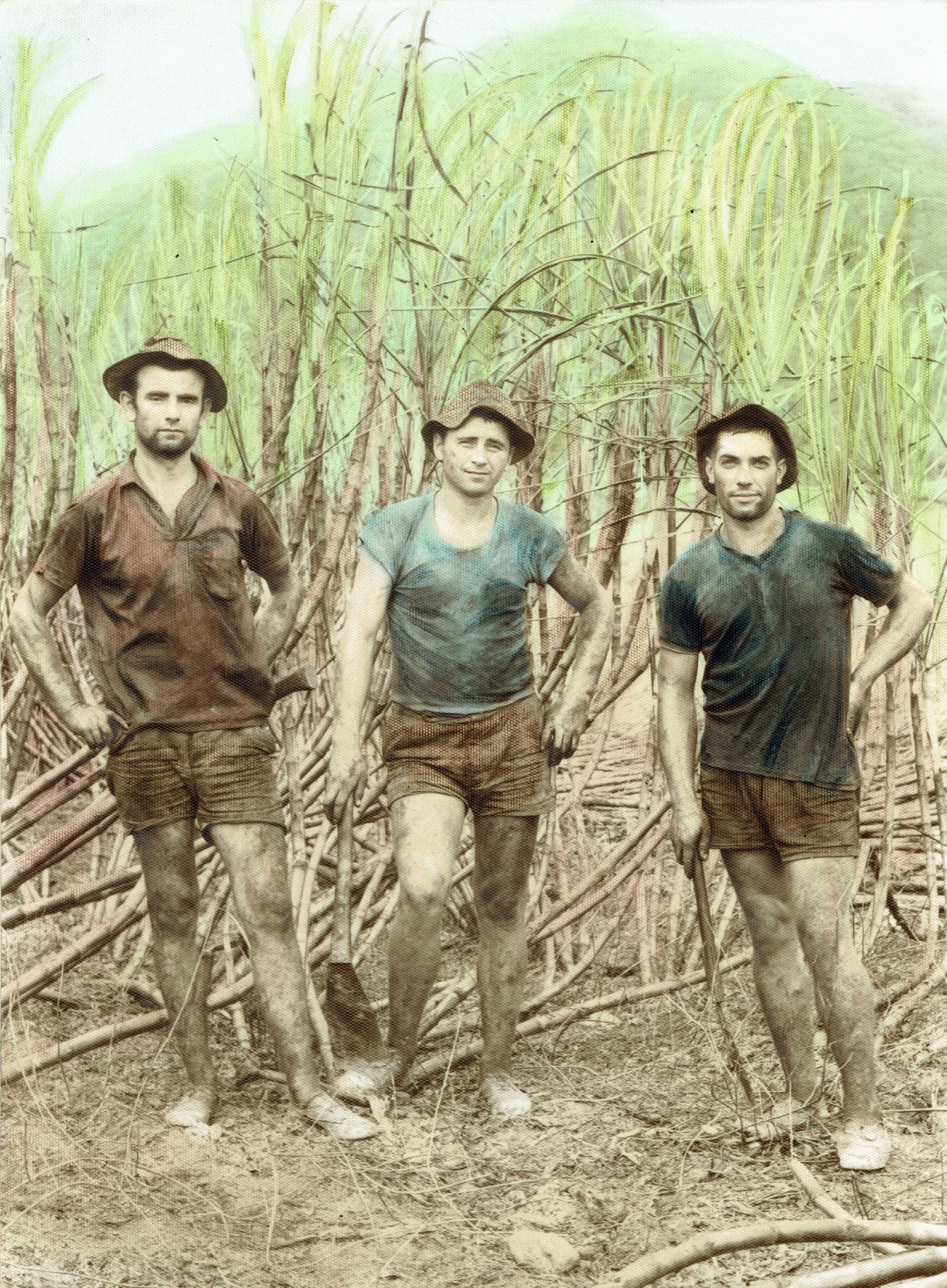 Ante Kustro - left - Steve Kustro's father at Australia's sugar cane fields Photo: Steve Kustro