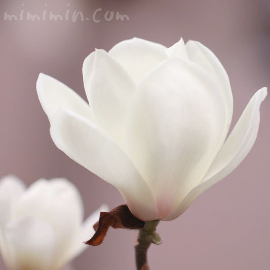 すべての美しい花の画像 綺麗な白蓮 花言葉
