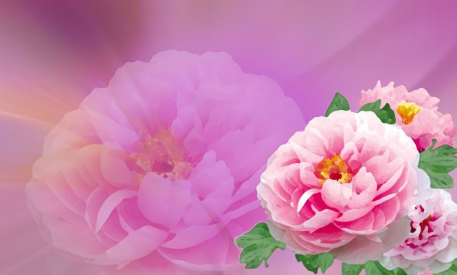 75 花 言葉 牡丹 美しい花の画像