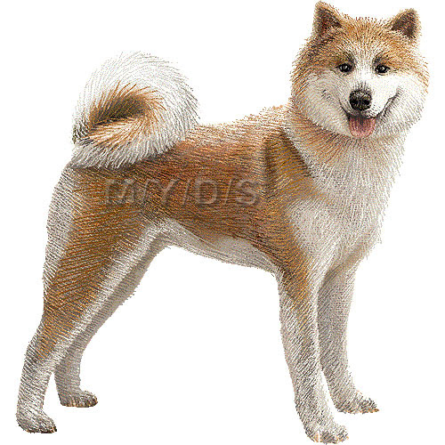 最も人気のある 秋田犬 壁紙 無料のhd壁紙 Joskabegami