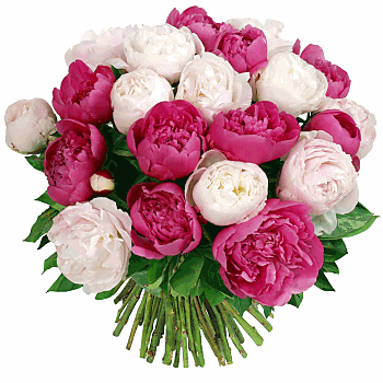 Gifs Hermosos Flores Encontradas En La Web