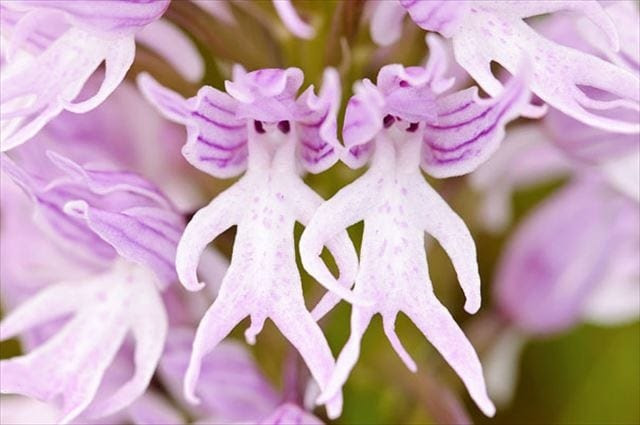 ぜいたく世界 一 珍しい 珍しい 花 の 名前 すべての美しい花の画像
