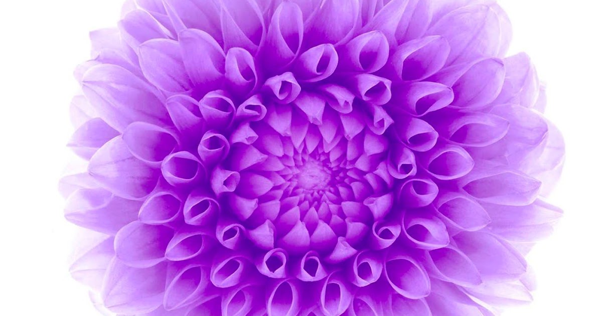 Menakjubkan 18+ Wallpaper Bunga Ungu Iphone - Gambar Bunga HD