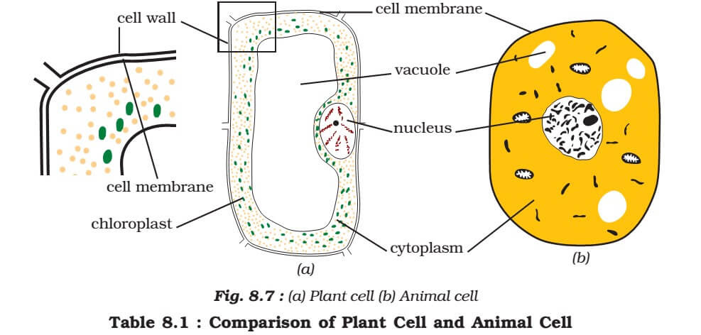 A major difference between the plant cell and animal cells is that animal cells are round in shape whereas plant cells have a rectangular shape. Cell Organelles Plant Cell Vs Animal Cell Pmf Ias