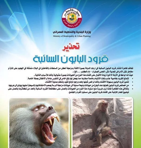 Monkey For Sale Riyadh - Cat's Blog