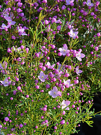 50 ボロニア 花 最高の花の画像