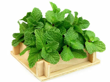 It is often used in culinary recipes mostly mediterranean food, baked pastries, c… Difference Between Mint And Peppermint Mint Vs Peppermint