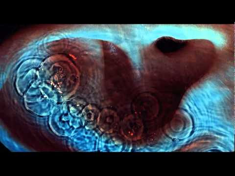 綺麗なピンク フロイド 狂気 Youtube 最高の花の画像