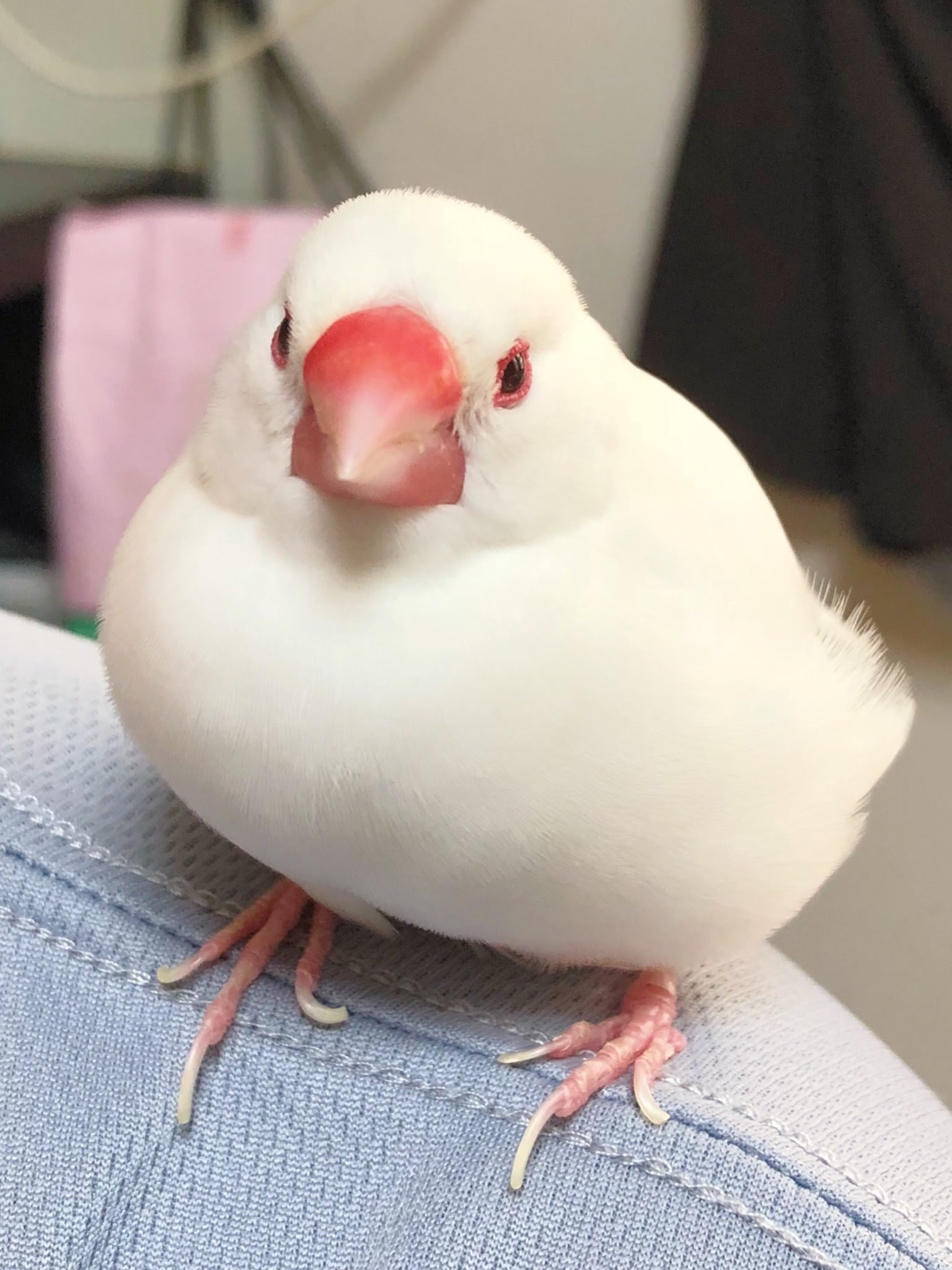 心に強く訴える白 文鳥 かわいい 無料イラスト集