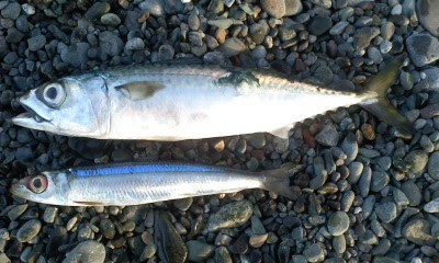 最新ブルー ランナー 釣果 すべての魚の画像