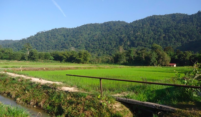 34 Gambar Pemandangan  Di Sawah  Padi  Kumpulan Gambar 