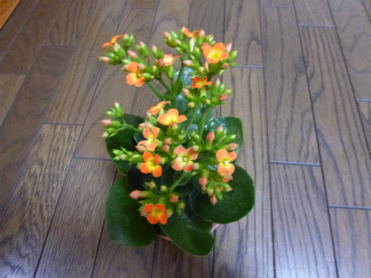 すべての美しい花の画像 100 Epic Bestミリオンスター 花