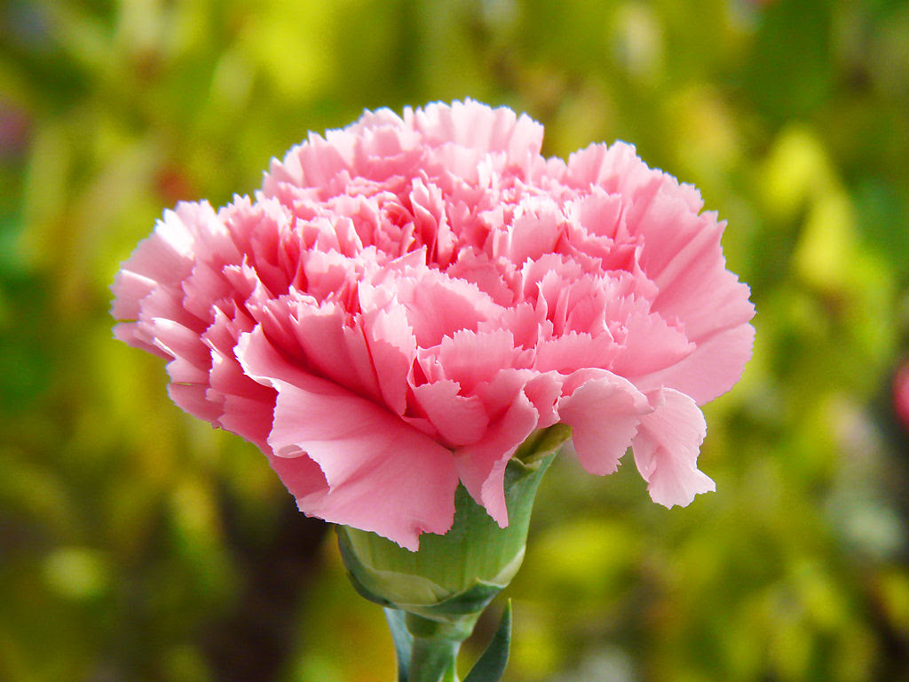 50 カーネーション 画像 花 最高の花の画像