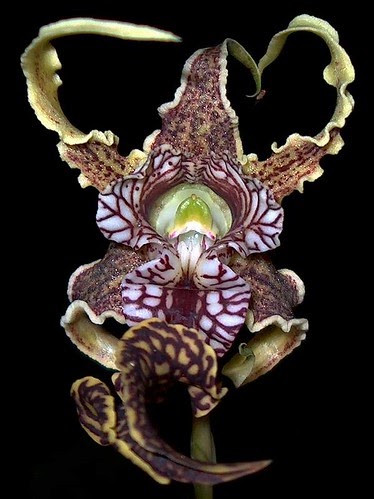 Kata kata Anggrek  Kribo Dendrobium spectabile