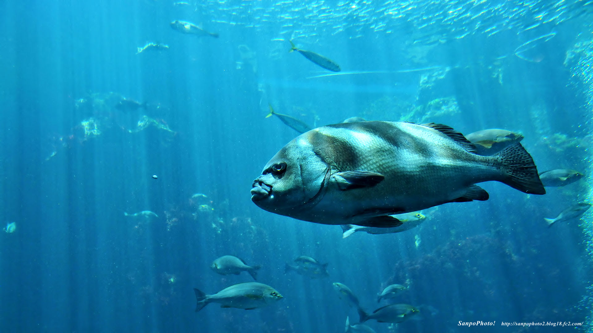 ほとんどのダウンロード 壁紙 魚 Jpbestwallpaper