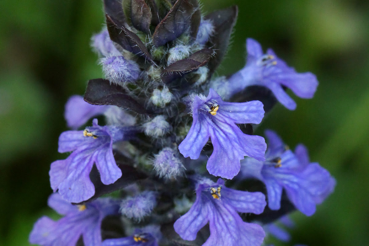 すべての美しい花の画像 ユニークアジュガ 花 言葉
